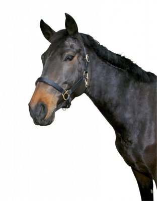 Kantar skórzany PONY czarny 