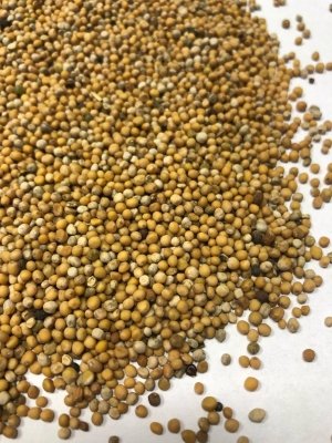 Gorczyca żółta 1kg