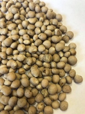 Łubin słodki 1kg