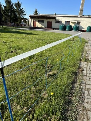 Siatka WildNet - ochrona przed dzikami - 50m x 90cm 