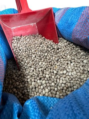 Łubin słodki 1kg