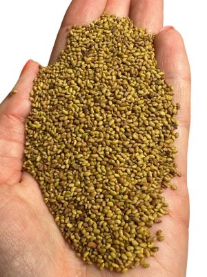 Lucerna ziarno 1kg