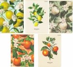 5x Zeszyt A5 60 kartek w kratkę SUMMER HARVEST CLUB (400181620SET5CZ)