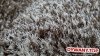 PUFFY STYLE brąz brown vizon 3D