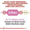 Royal British Shorthair Kitten 10kg