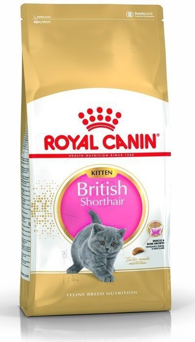 Royal British Shorthair Kitten 10kg
