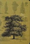 Zeszyt w linie. Forrest 64 kartkowy