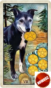 Whise Dog Tarot