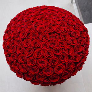 101 Czerwonych żywych róż w dużym boxie