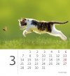 Kalendarz biurkowy 2022 Kotki (Kittens) - marzec 2022