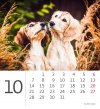 Kalendarz biurkowy 2024 Pieski (Puppies) - październik 2024