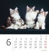 Kalendarz biurkowy 2024 Kotki (Kittens) - czerwiec 2024
