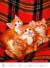 H33 Kalendarz ścienny wieloplanszowy Kittens 2026
