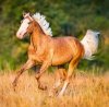 Kalendarz ścienny wieloplanszowy Horses 2023 z naklejkami - listopad 2023