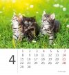 Kalendarz biurkowy 2024 Kotki (Kittens) - kwiecień 2024