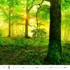 H31 Kalendarz ścienny wieloplanszowy Forest 2026
