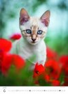 H33 Kalendarz ścienny wieloplanszowy Kittens 2026