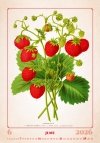 N144 Kalendarz ścienny wieloplanszowy Herbarium 2026