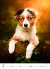 H34 Kalendarz ścienny wieloplanszowy Puppies 2026