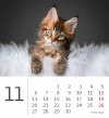 Kalendarz biurkowy 2023 Kotki (Kittens) - listopad 2023