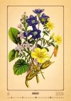 Kalendarz ścienny wieloplanszowy Herbarium 2024 - sierpień 2024