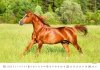 Kalendarz ścienny wieloplanszowy Horses 2023 - październik 2023