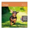 Kalendarz ścienny wieloplanszowy Dogs 2022 z naklejkami - okładka