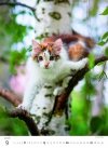 H33 Kalendarz ścienny wieloplanszowy Kittens 2026