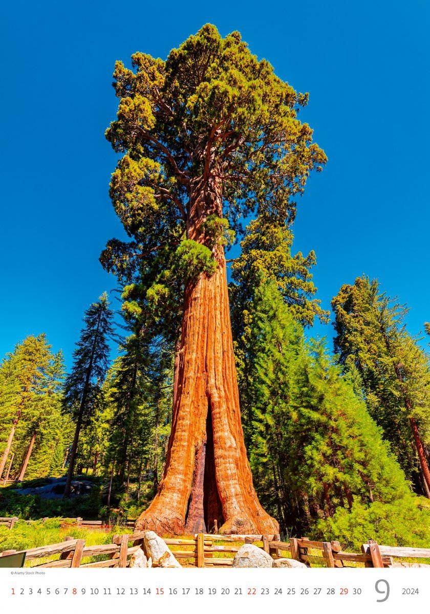 Kalendarz ścienny wieloplanszowy Trees 2024