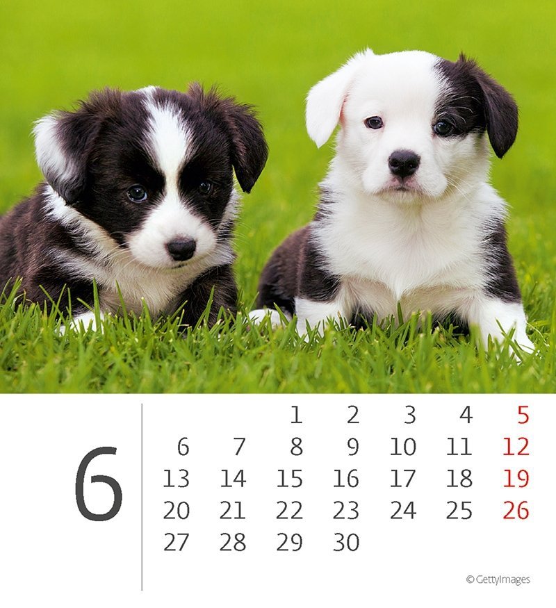 Kalendarz biurkowy 2022 Pieski (Puppies) - czerwiec 2022