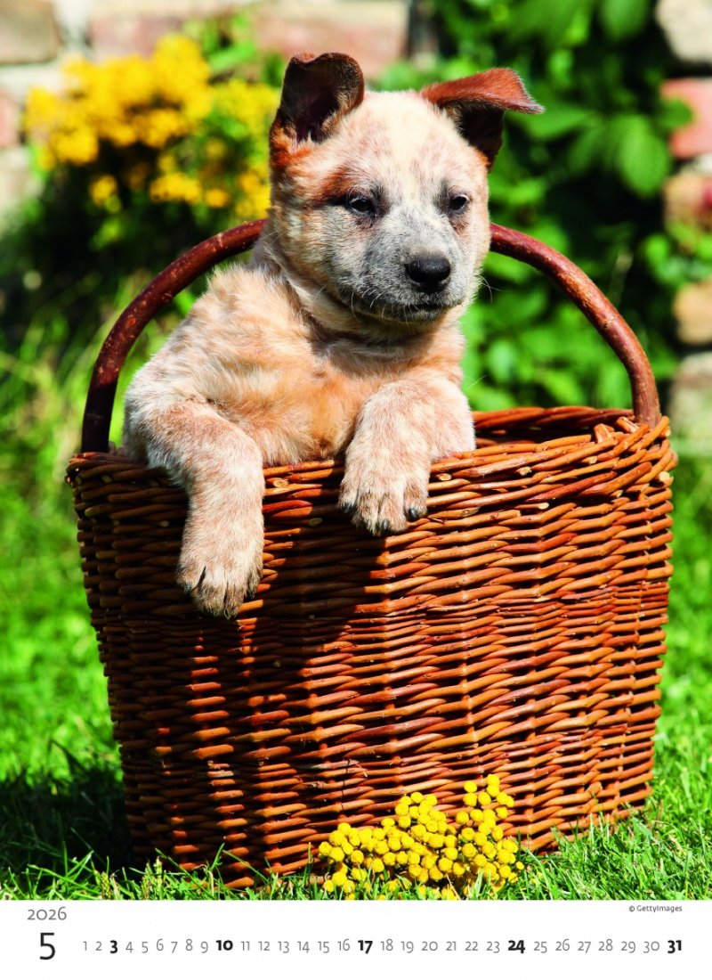 H34 Kalendarz ścienny wieloplanszowy Puppies 2026