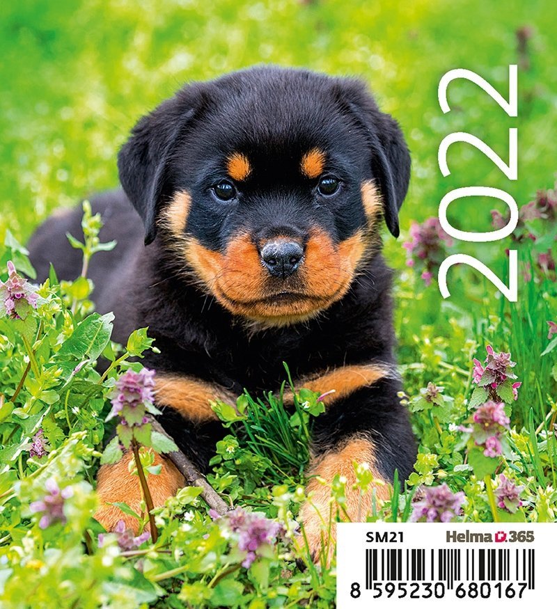 Kalendarz biurkowy 2022 Pieski (Puppies) - okładka 