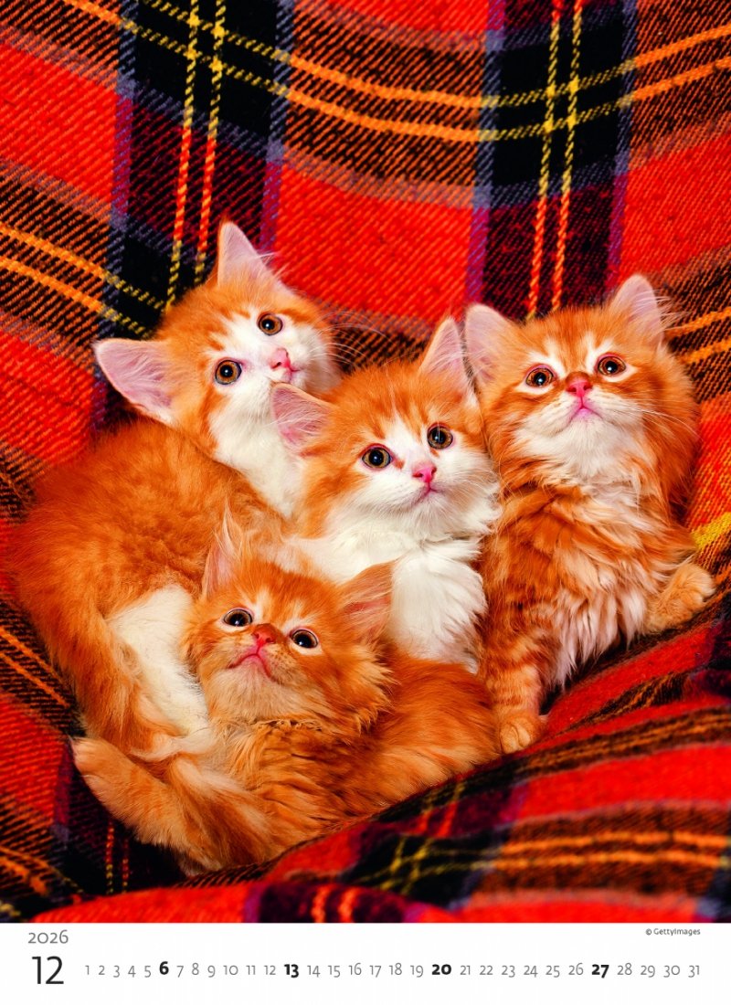 H33 Kalendarz ścienny wieloplanszowy Kittens 2026