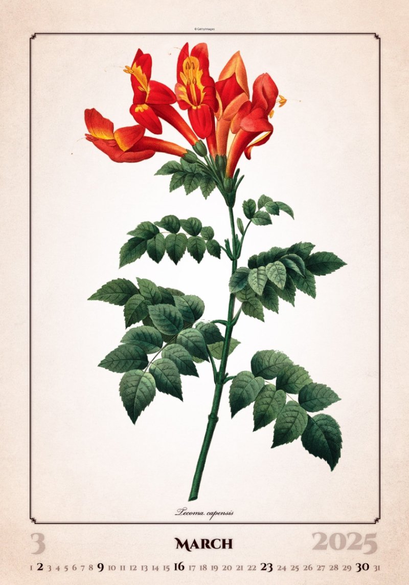 Kalendarz ścienny wieloplanszowy Herbarium 2025 - marzec 2025