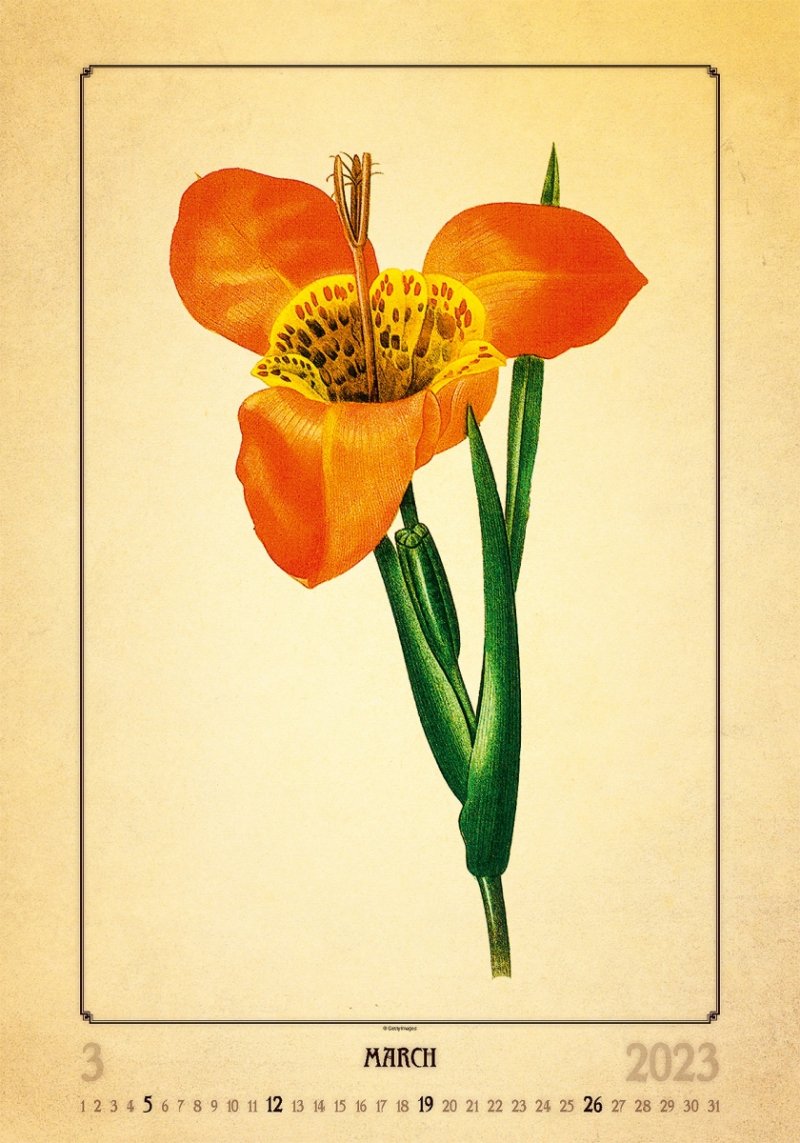 Kalendarz ścienny wieloplanszowy Herbarium 2023 - marzec 2023