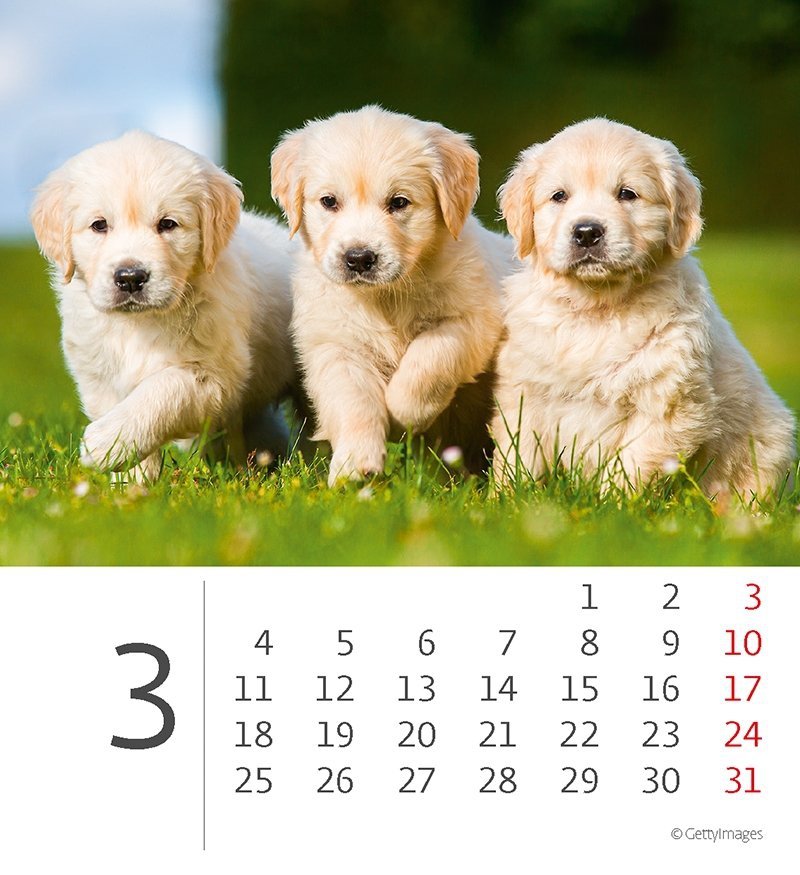 Kalendarz biurkowy 2024 Pieski (Puppies) - marzec 2024