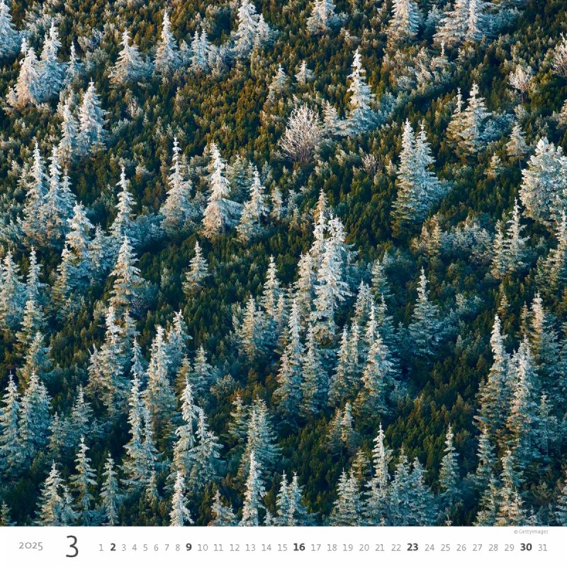 Kalendarz ścienny wieloplanszowy Forest 2025 - marzec 2025