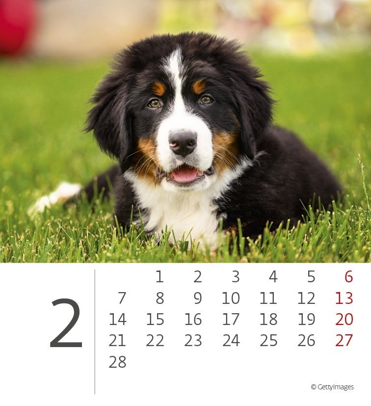 Kalendarz biurkowy 2022 Pieski (Puppies) - luty 2022