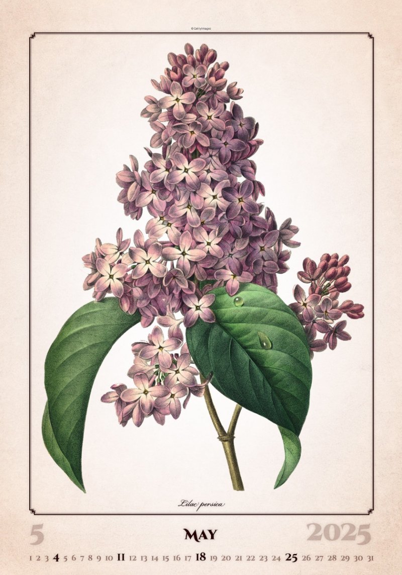 Kalendarz ścienny wieloplanszowy Herbarium 2025 - maj 2025