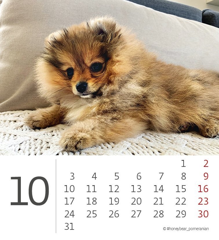 Kalendarz biurkowy 2022 Pieski (Puppies) - październik 2022