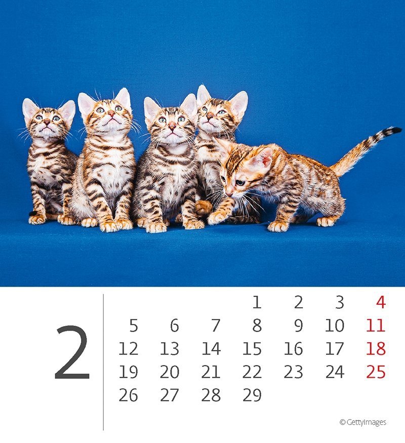 Kalendarz biurkowy 2024 Kotki (Kittens) - luty 2024 