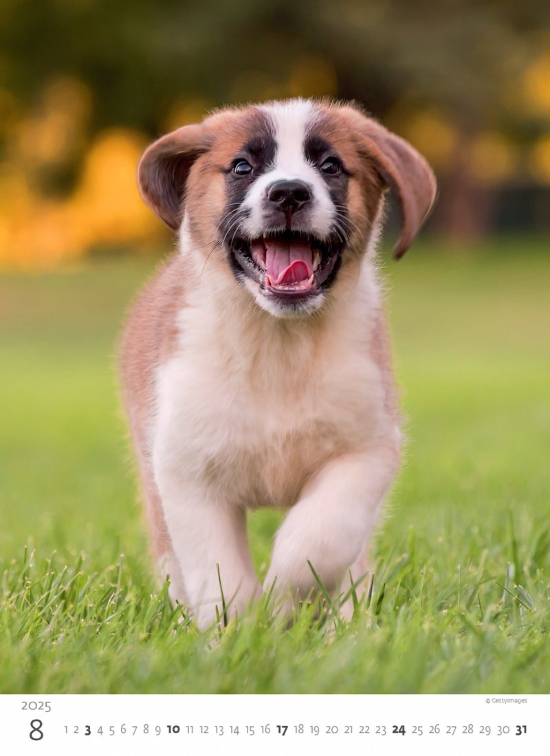 Kalendarz ścienny wieloplanszowy Puppies 2025 - sierpień 2025