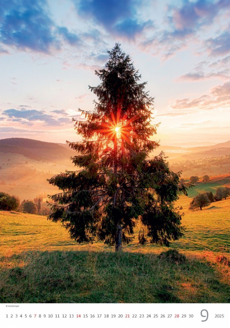 Kalendarz ścienny wieloplanszowy Trees 2025 - wrzesień 2025