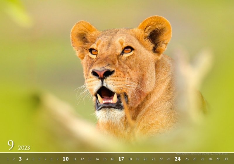 Kalendarz ścienny wieloplanszowy Wildlife 2023 - exclusive edition - wrzesień 2023