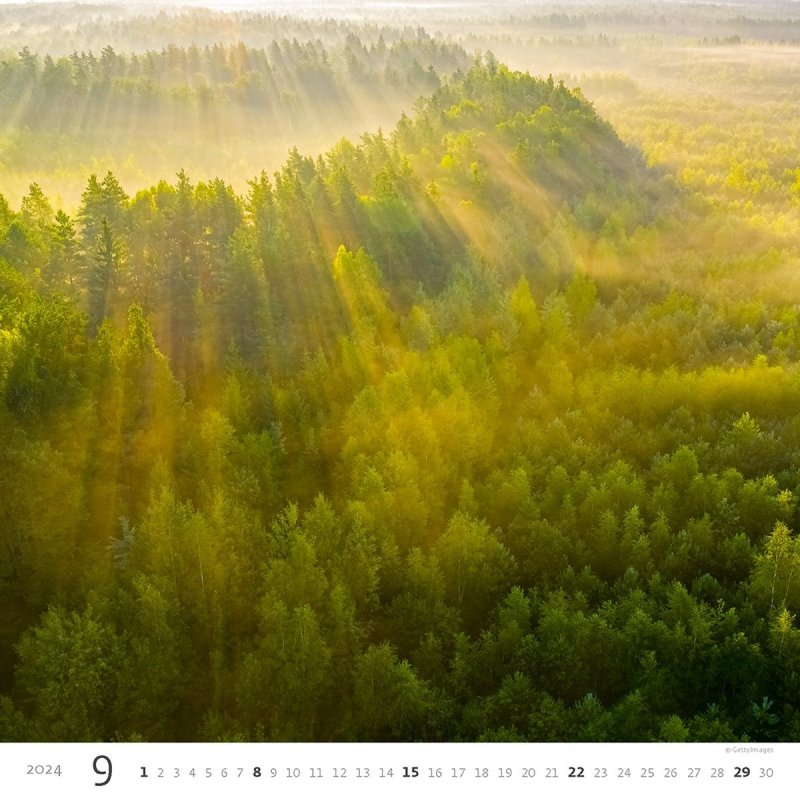 Kalendarz ścienny wieloplanszowy Forest 2024 - wrzesień 2024