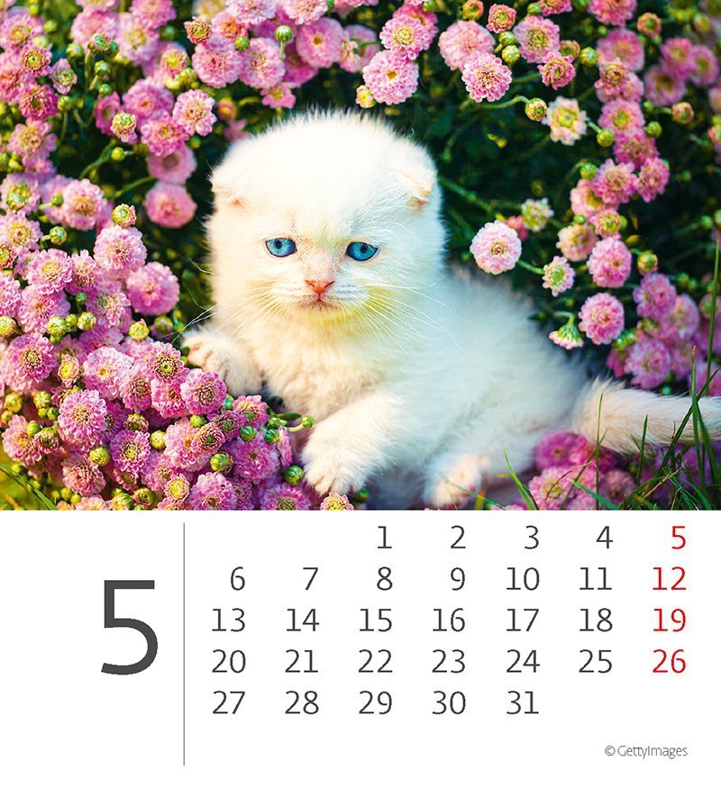 Kalendarz biurkowy 2024 Kotki (Kittens) - maj 2024