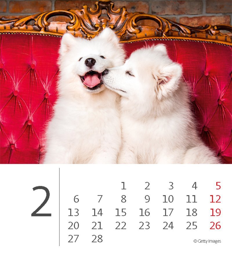Kalendarz biurkowy 2023 Pieski (Puppies) - luty 2023