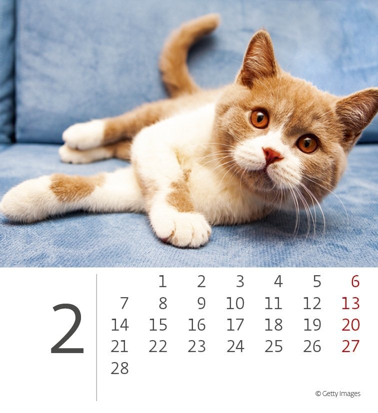 Kalendarz biurkowy 2022 Kotki (Kittens) - luty 2022