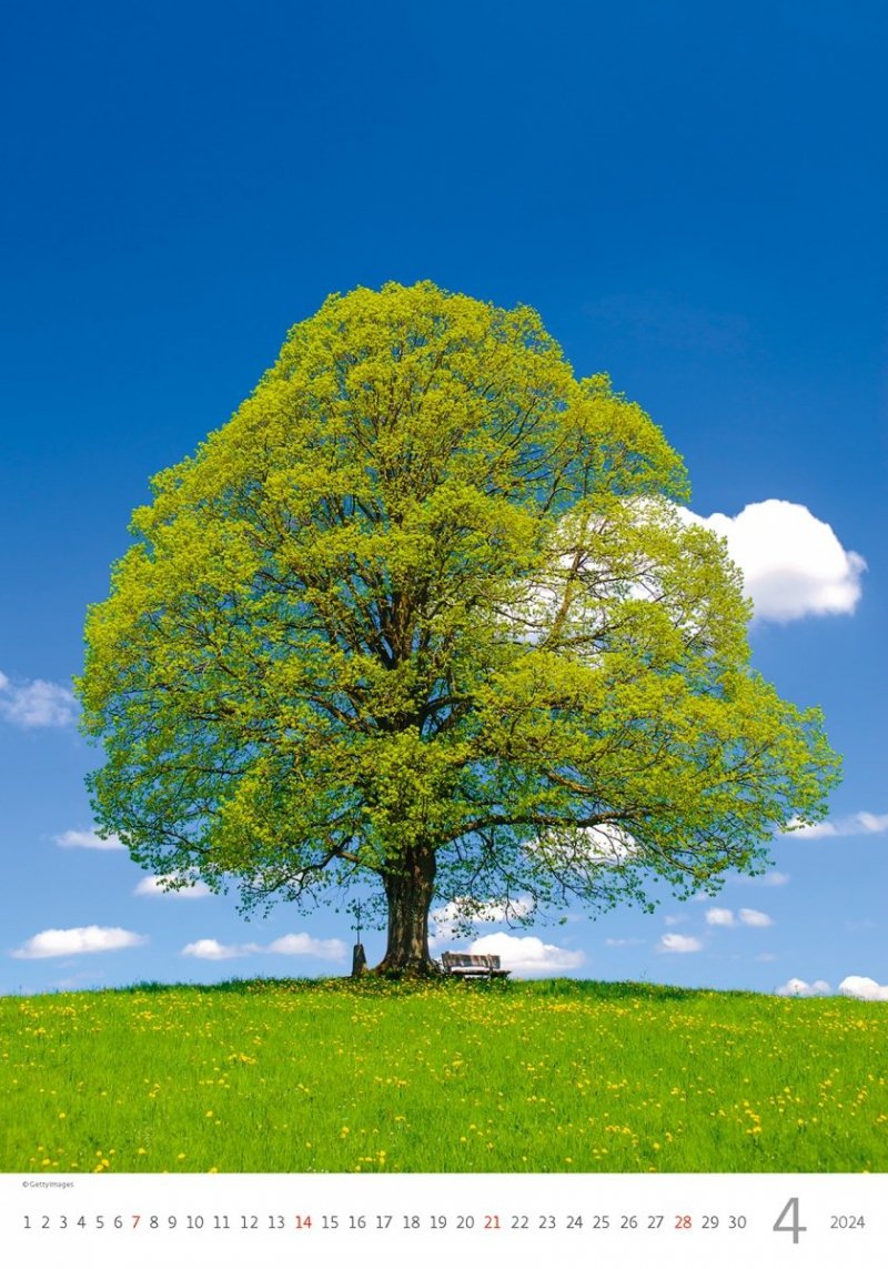 Kalendarz ścienny wieloplanszowy Trees 2024 - kwiecień 2024