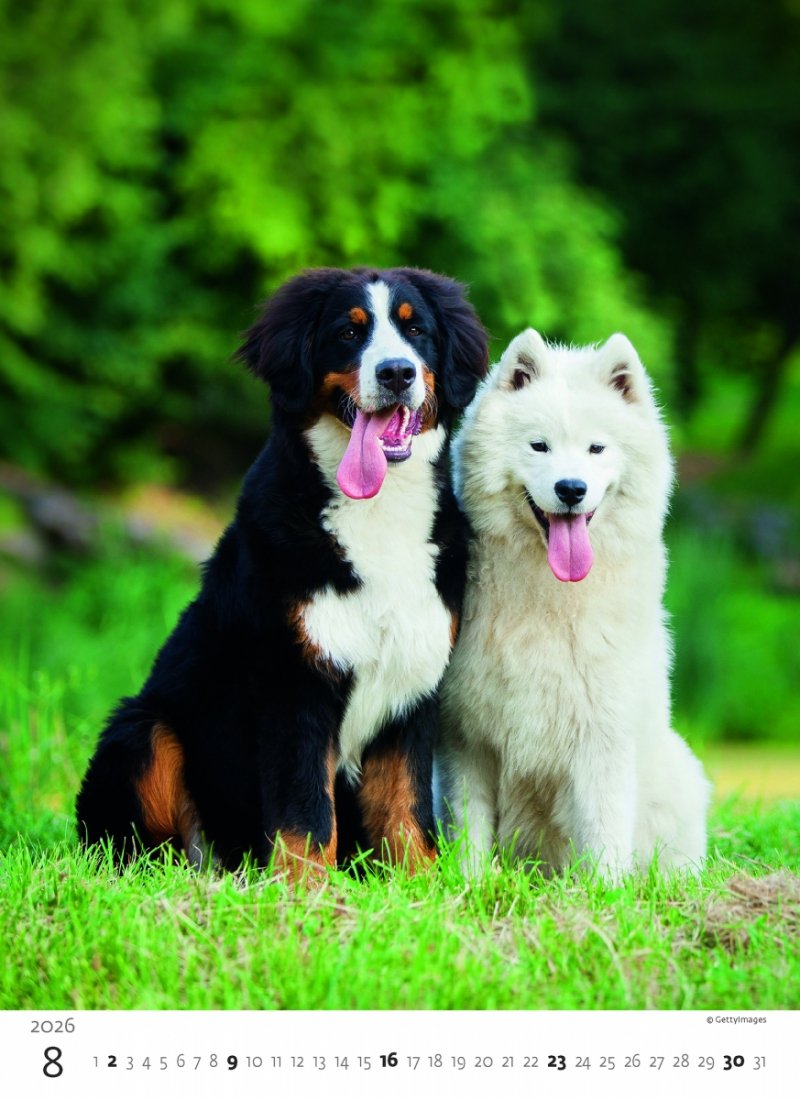 H34 Kalendarz ścienny wieloplanszowy Puppies 2026